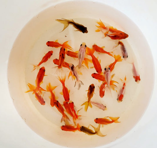 Assorted Colored Fantail Goldfish bundle - Size 2-3 Inch