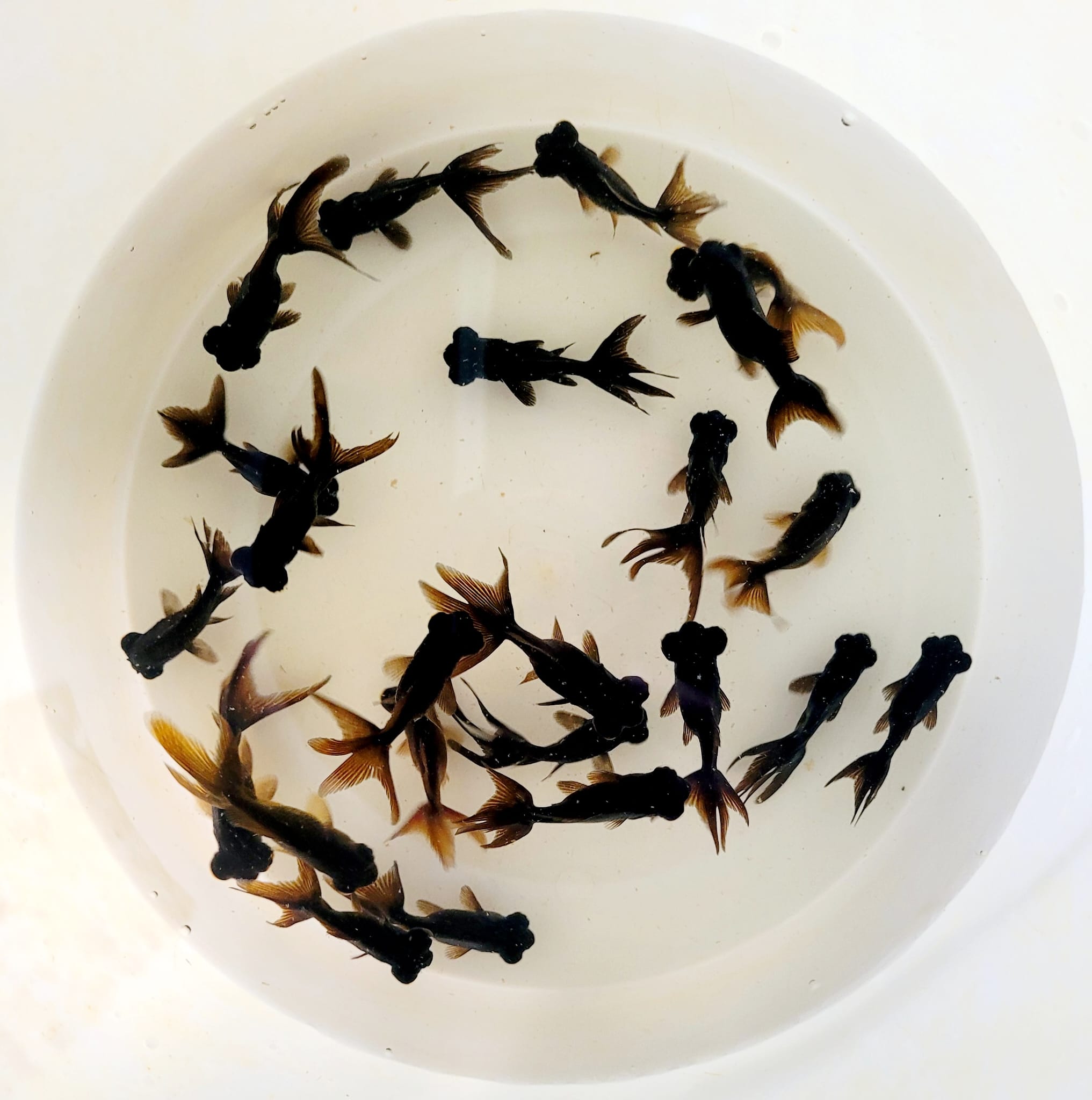 Black Moor Fantail Goldfish Size- 2-3 inch – Green Lake Tropical ...